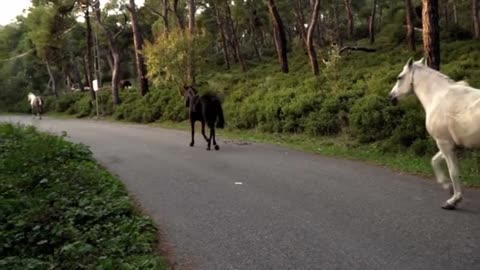 Black and white horses gallop quietly on a motor road