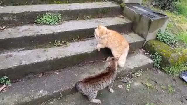 Real cat fight /so funny cat compilation