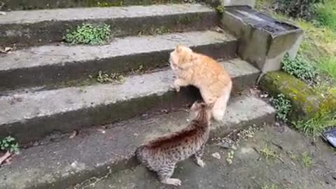 Real cat fight /so funny cat compilation