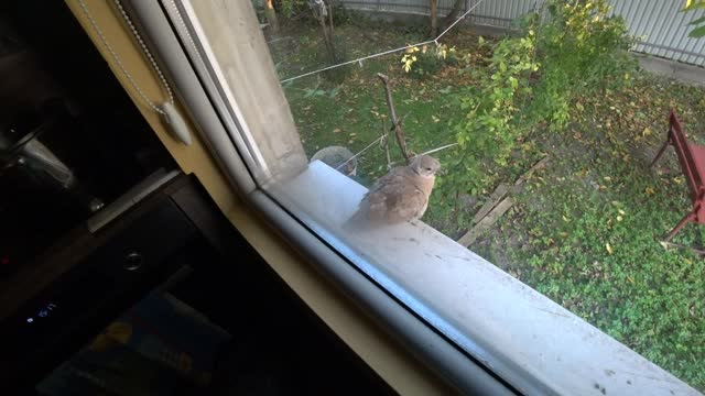 Turtledove