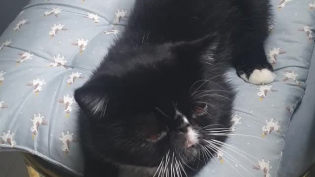 a cute black cat. popo