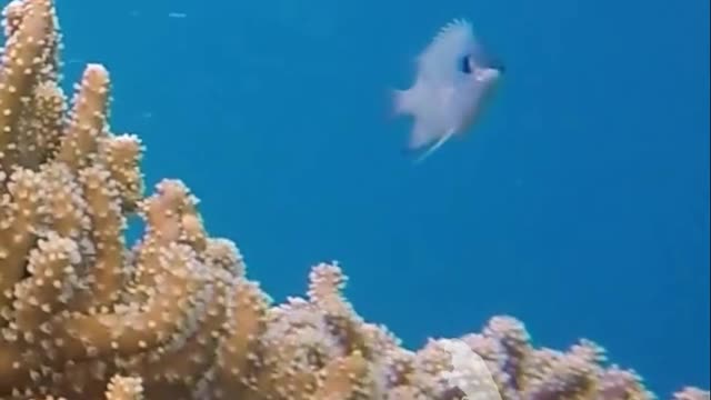 Beautiful coral and fish in the ocean