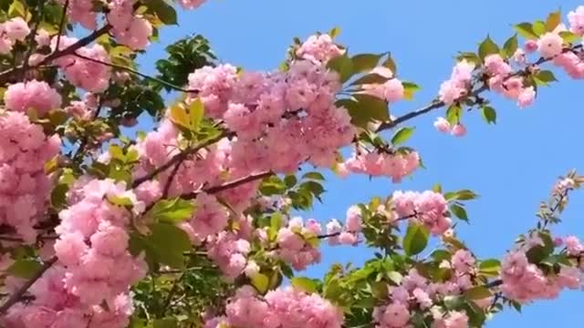 sakura flowers