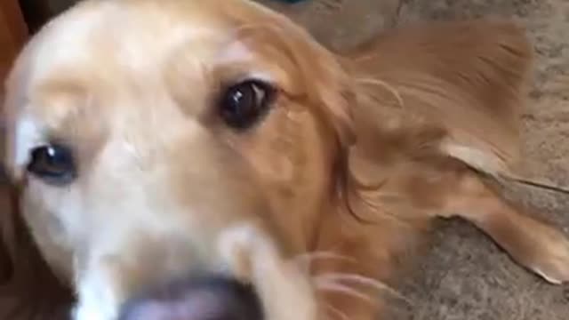 Golden retriever holding egg in mouth and drops it