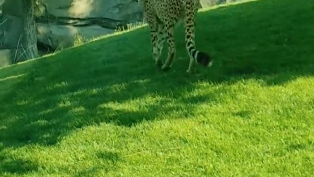 The cheetah