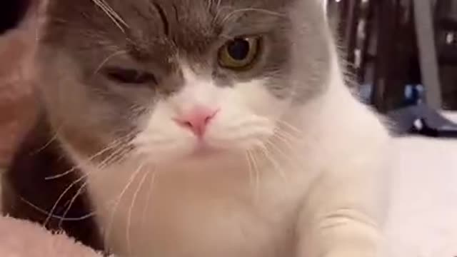 funniestcats Cute Cats and Funny Animals Complilaton 😹 Try Not To Laugh Challenge - Cute Cat