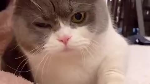 funniestcats Cute Cats and Funny Animals Complilaton 😹 Try Not To Laugh Challenge - Cute Cat