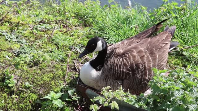 Bird incubating eggs