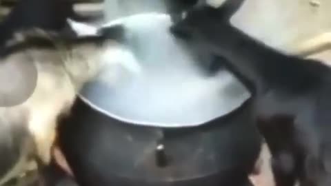 Nigerian Goats Eating Directly from Fire Hot Pot