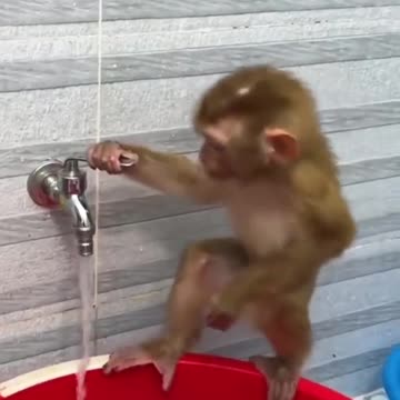 Monkey enjoying taking bath
