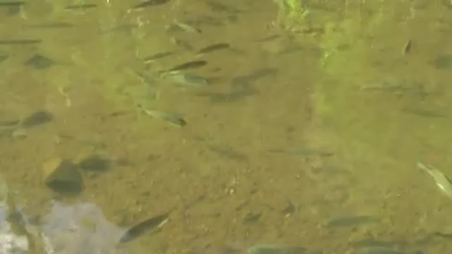 Wildlife ( Fish)