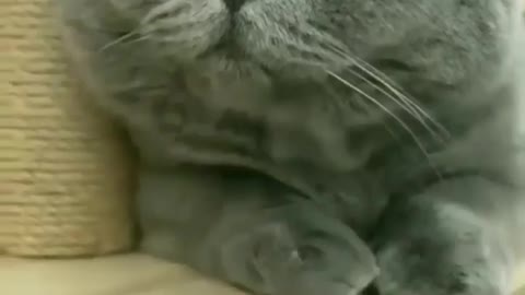 Watch this Cat and See his Owner