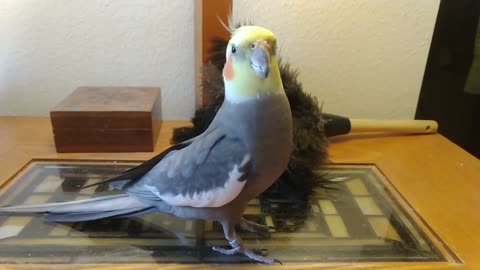 Syd sing to a feather duster