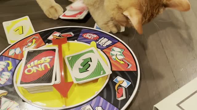 Uno Cat