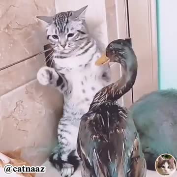 War of cats and black geese