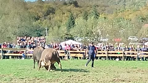 Rasko Polje