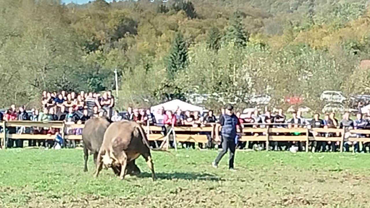 Rasko Polje