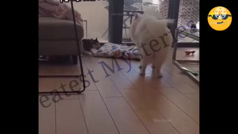 Funny cats make u laughl all day