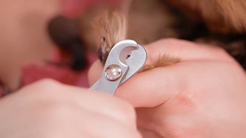 A woman breeder is cutting a little terrier dog's nails. She is holding the dog's paw in