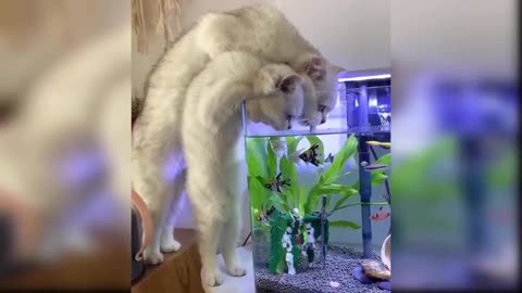 Videos of cute and funny cats, very funny