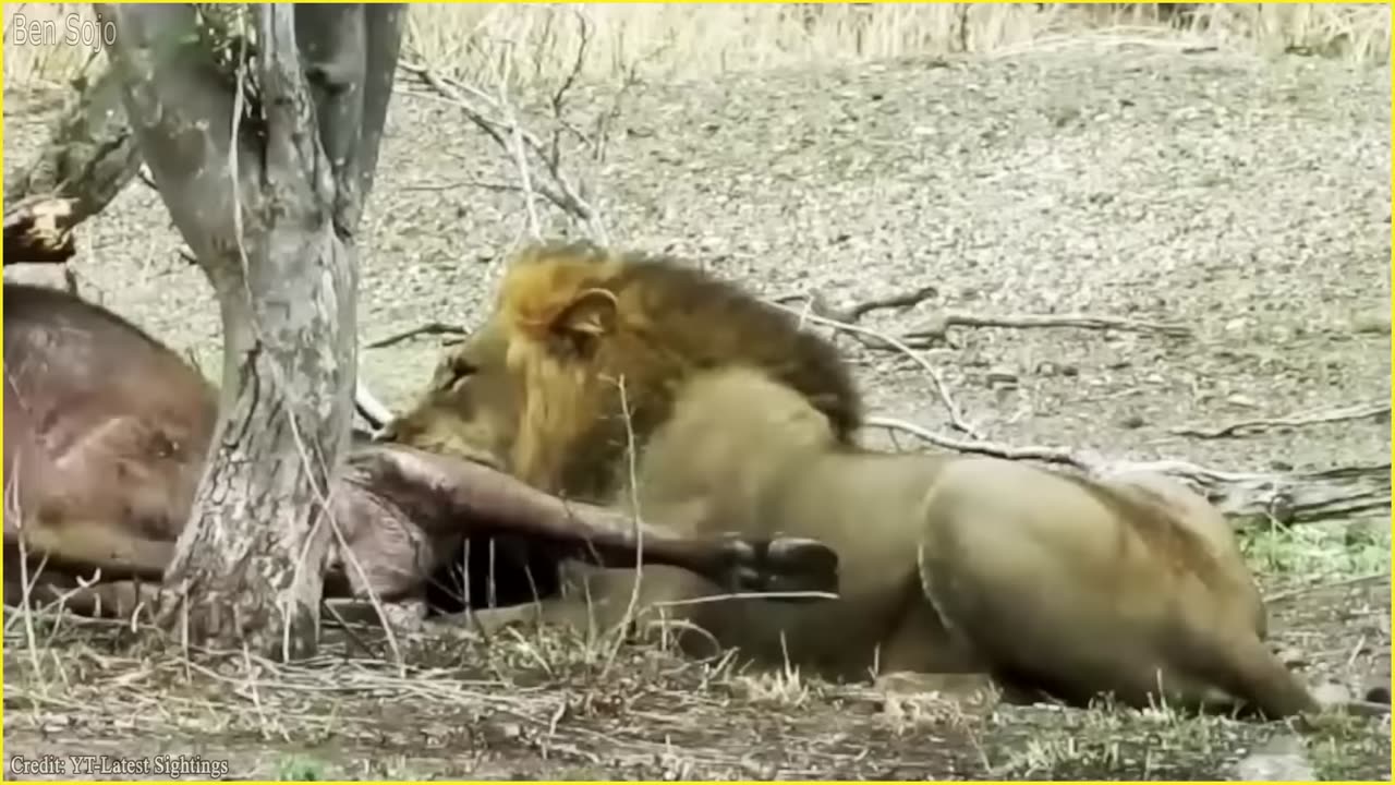 20 Amazing Moment When Male Lions Hunting Alone as The Ultimate Apex Predator