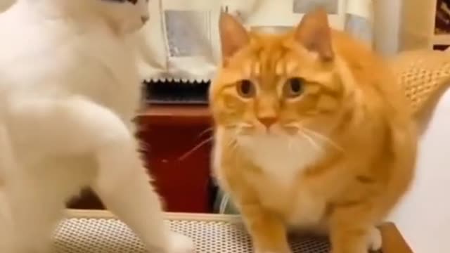 collection of funny cat videos