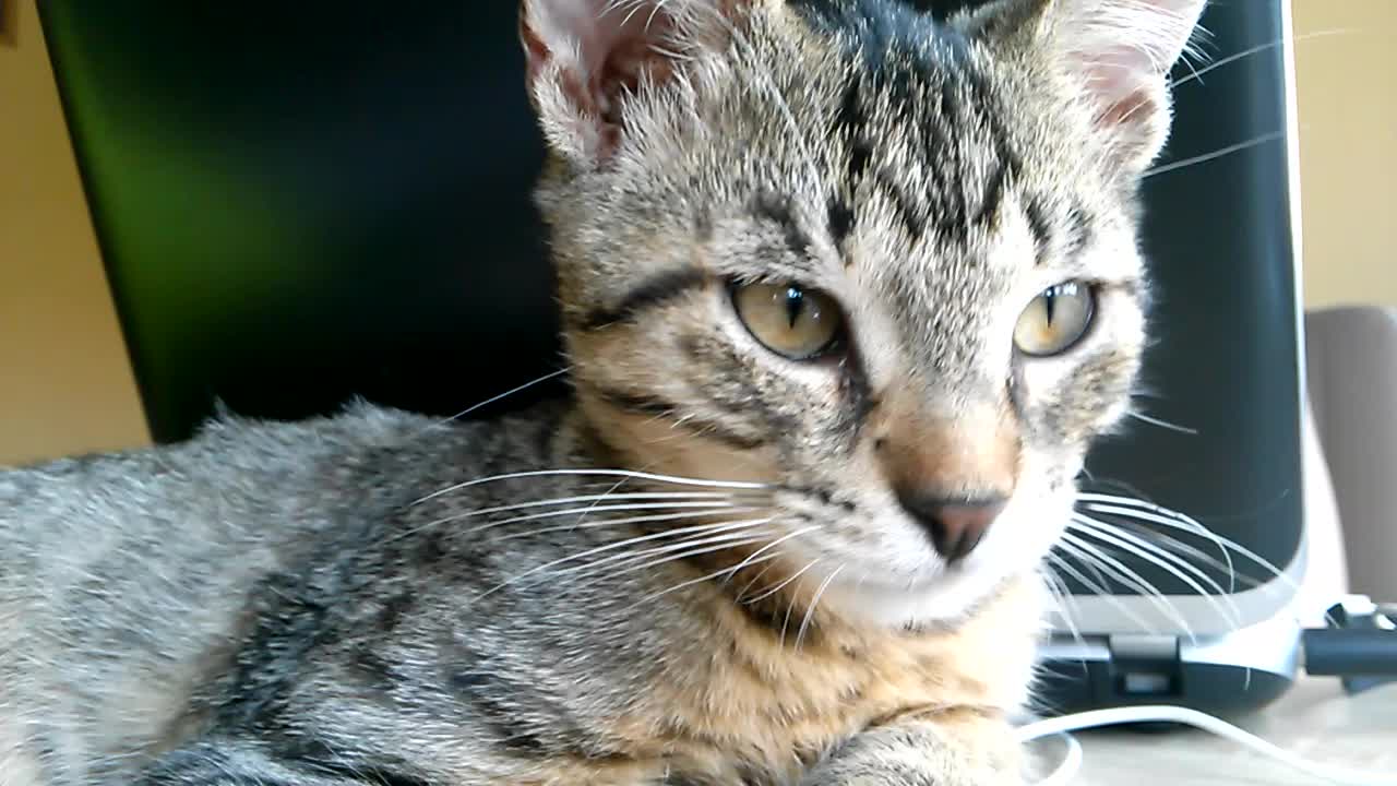 Young Cat Yawns