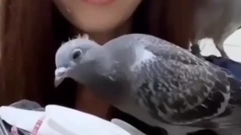 Nice girls aur pigeon ✌️✌️🐦