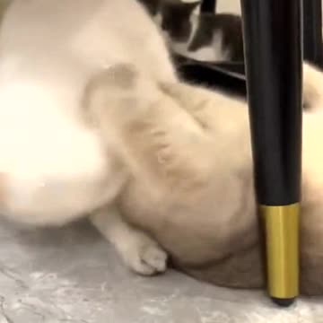 There was a spectator