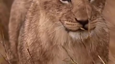 Walking lion cubs