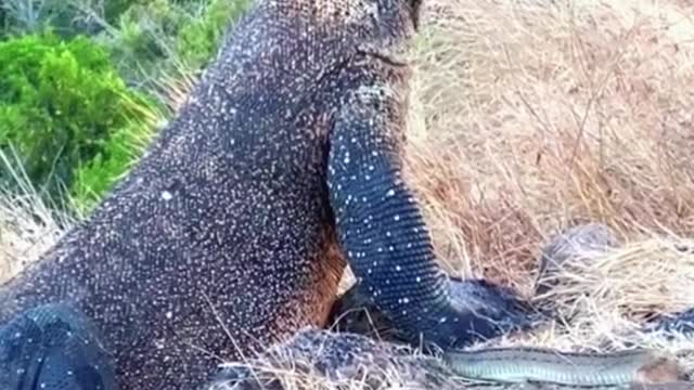 Komodo dragon hunting king snake😱#wildanimals #kingsnake #snake #komododragon #animals