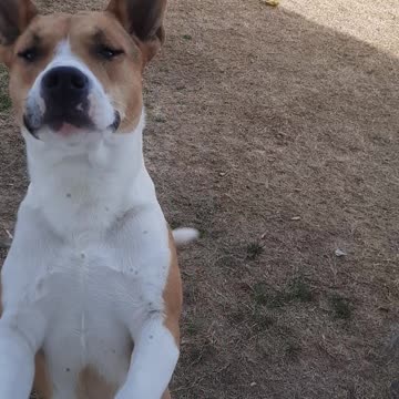 Tucker Carlson and the Window