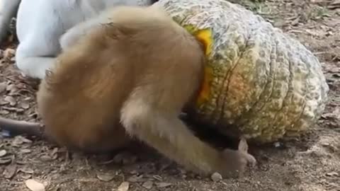 Smart puppy save an abandon baby monkey was stuck head in pumpkin