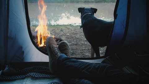 Person inside a tent with dog