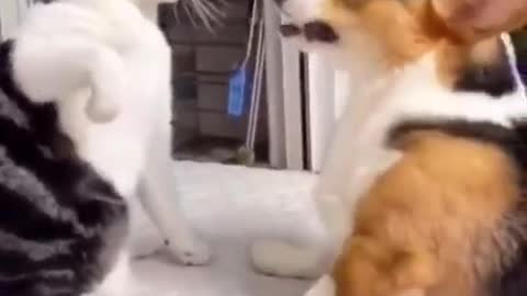 Creative dog and cut 🤔👉 treanding shorts