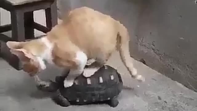 World most funny cat moment.