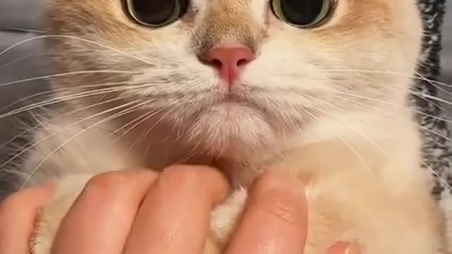 So cute cat 🐈