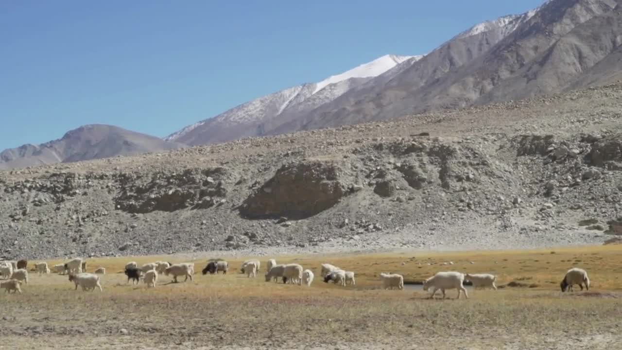 Shepherd Herding Sheep in The Himalayas Ladakh India