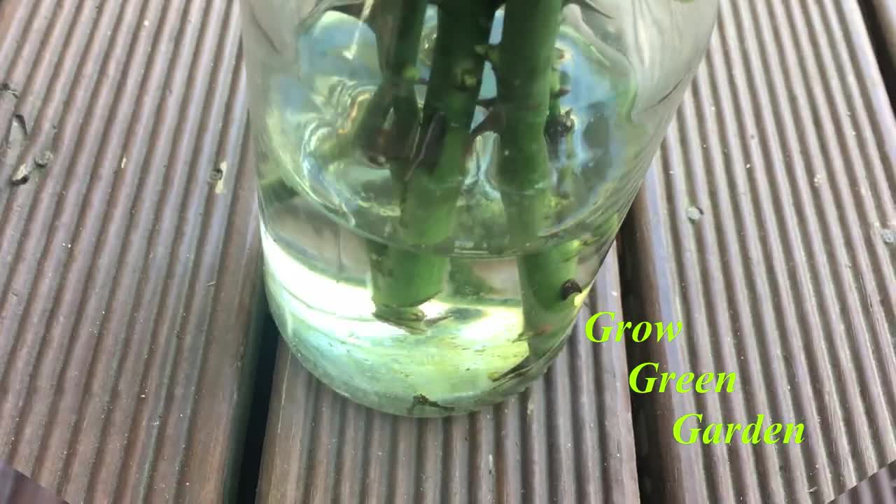 How to grow rose cuttings in water