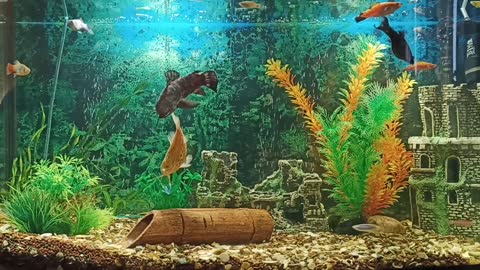 relaxation aquarium