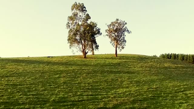 One minute nature cinematic mode