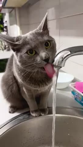Cat drinking water