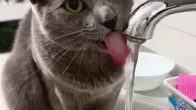 Cat drinking water