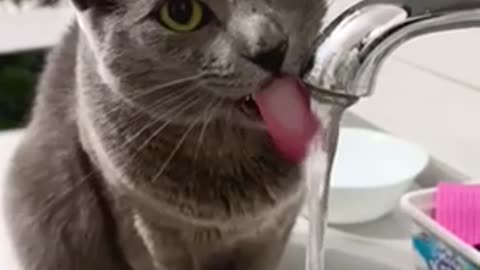 Cat drinking water