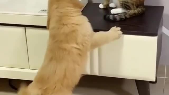 Funny video of two cats and a dog