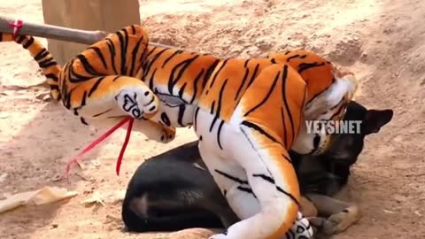 Fake tiker pranks on wild dogs.