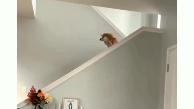 Funny animals