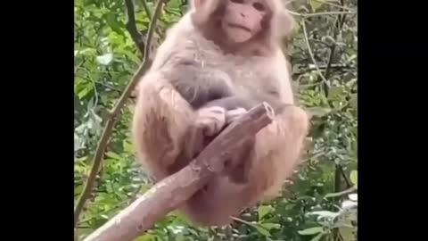 #monkey Monkey Baby | very Funnu