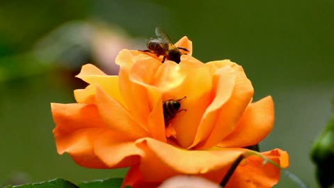 Beautiful Orange Rose Flowers with Hard Workers Bees