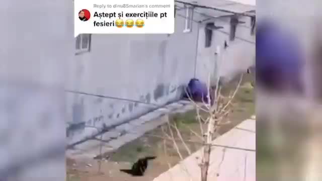 This dog fall down on the road.